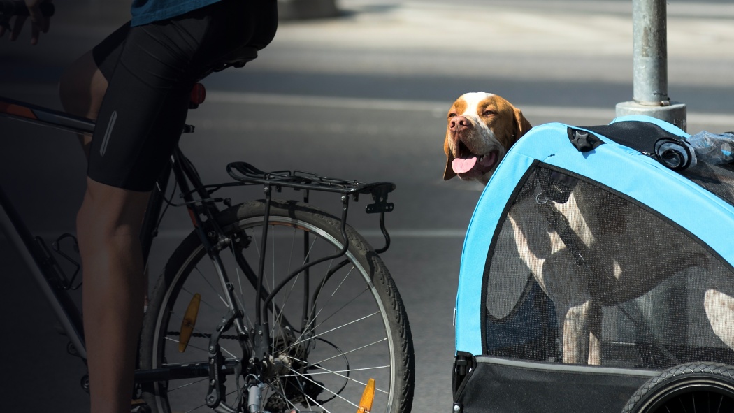 How To Choose the Best Bike Trailer